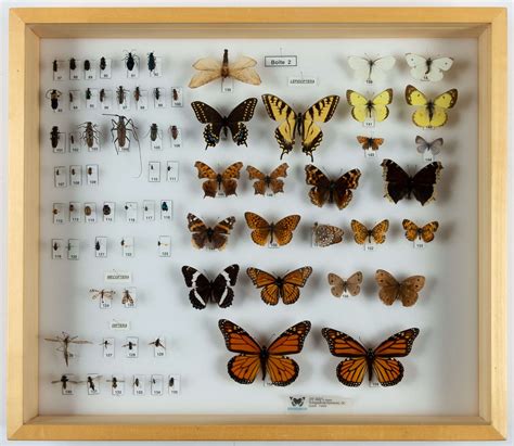 Photo d'une boîte de collection d'insectes bien rangée et étiquetée