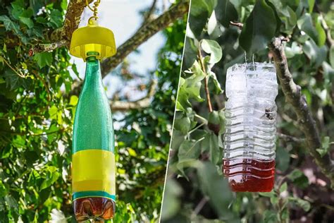 Exemples de pièges non-destructeurs fabriqués à partir de bouteilles en plastique