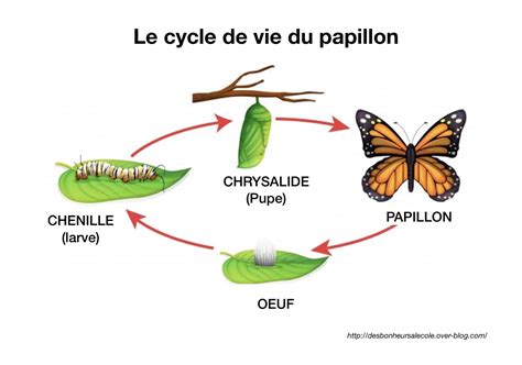 Illustration montrant les différentes étapes de l'étalage d'un papillon sur un étaloir