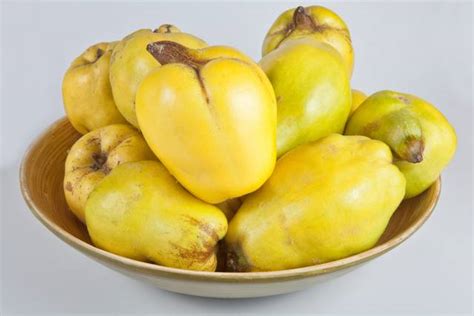 Comparaison de différentes variétés de coings