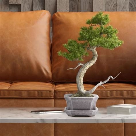bonsaï avec pot gris anthracite dans un intérieur zen