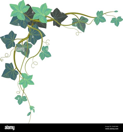 Illustration botanique comparant le lierre grimpant et le lierre terrestre
