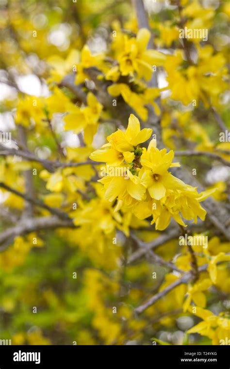 forsythia en fleur au printemps
