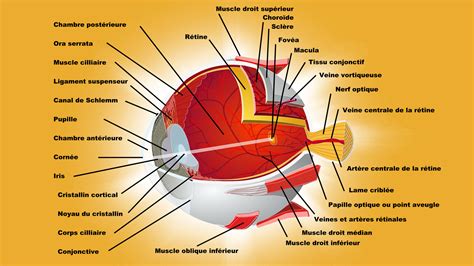 schéma explicatif de la coupe sous l'œil pour une bouture