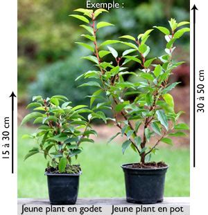 jeune plant de forsythia en godet