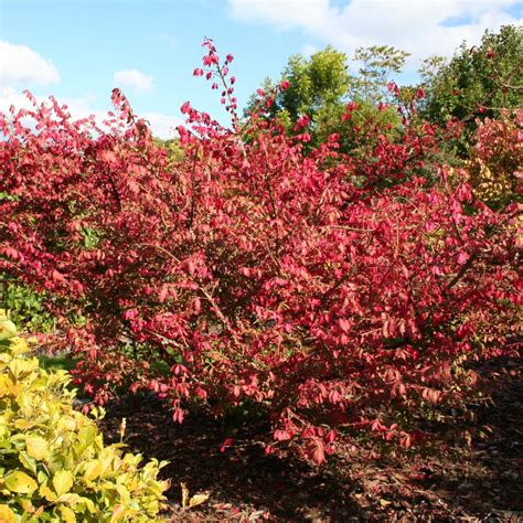 Euonymus alatus en automne