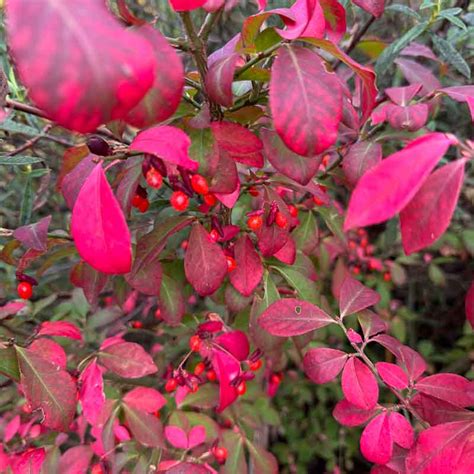 Haie mélangée avec Euonymus alatus