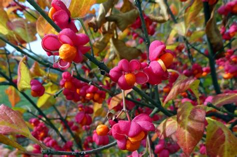 Fruits toxiques du fusain