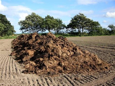 tas de fumier de cheval en décomposition dans un jardin