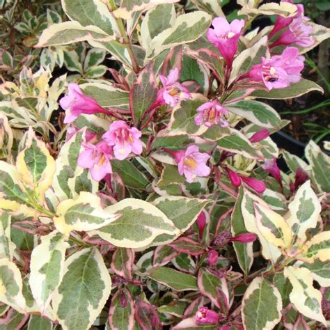 Weigelia florida 'Monet' avec son feuillage panaché