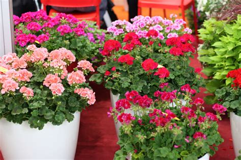différentes variétés de pélargoniums en pots