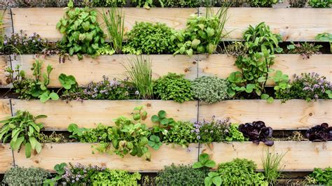 Illustration d'un mur végétal réalisé avec des palettes recyclées