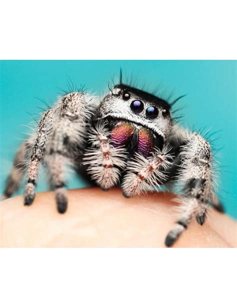 Illustration d'une Phidippus regius adulte montrant ses détails oculaires et ses chalicères irisées