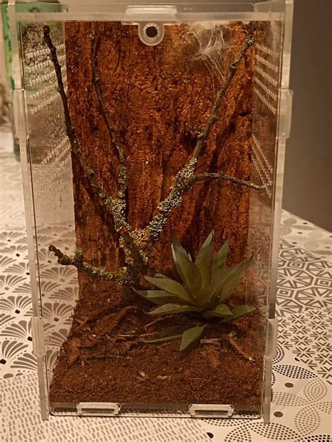 Schéma d'un terrarium type pour Phidippus regius avec ouverture latérale et éléments verticaux