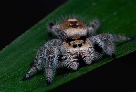 Photo macro montrant une mue récente de Phidippus regius