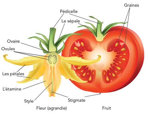 Schéma illustrant la différence entre un plant de tomate tuteuré et un plant au sol