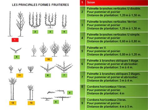 Illustration comparative des différentes formes fruitières : demi-tige, fuseau, nain