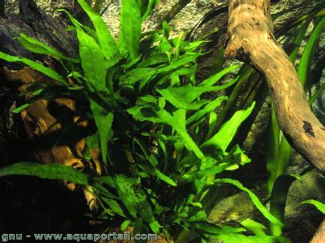 Plan de Fougère de Java fixée sur une racine dans un aquarium
