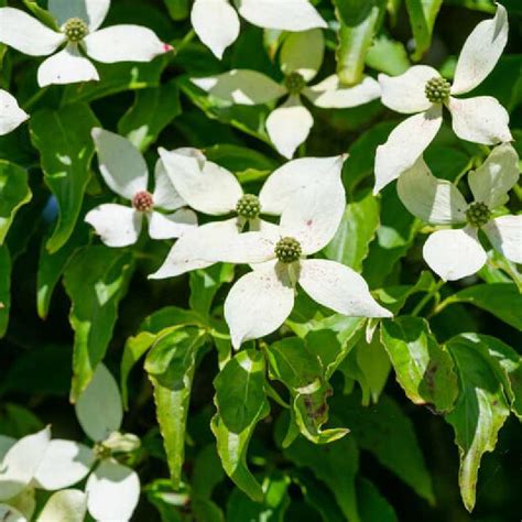 Détail des bractées florales du Cornus kousa