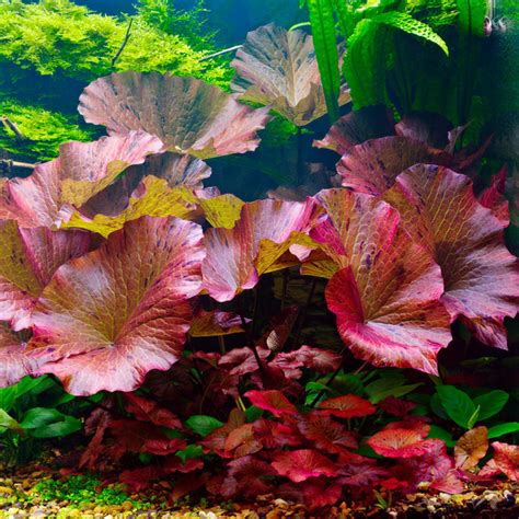 Nymphaea lotus rouge dans un aquarium planté