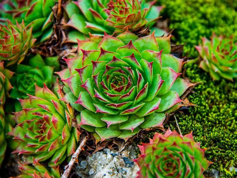 rosette de joubarbe en gros plan