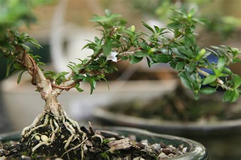 Un bonsaï Serissa foetida en pleine floraison printanière avec ses petites fleurs blanches caractéristiques