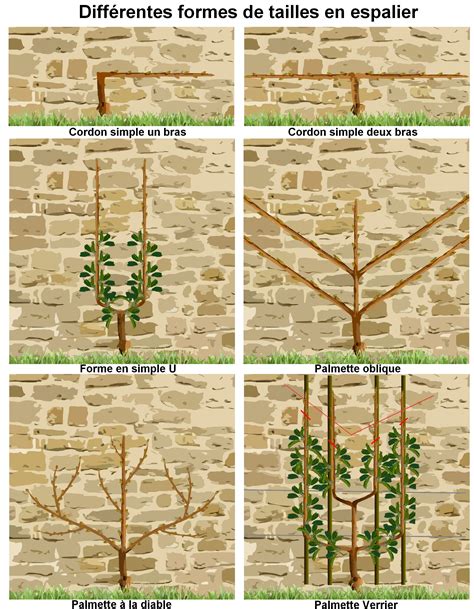 Comparaison visuelle entre un arbre haute-tige et une palmette en espalier