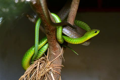 Diagramme comparatif montrant les niches écologiques : serpent arboricole, serpent terrestre et serpent de terre (Geophis)