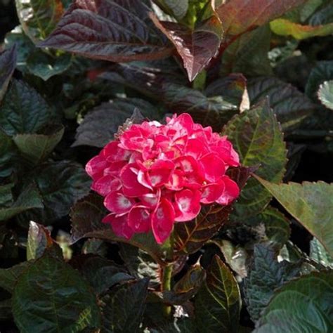 Hortensia pourpre foncé en pleine floraison