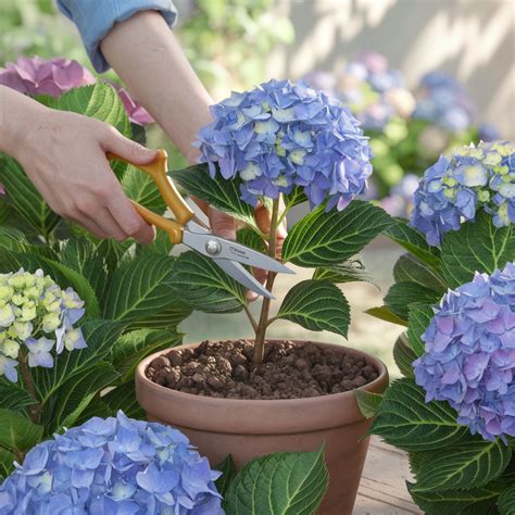 Schéma d'exposition idéale pour un hortensia