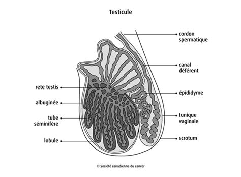 Schéma du testicule humain