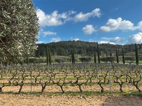 Un paysage juxtapose des champs de figuiers ensoleillés de Provence avec une cérémonie du thé traditionnelle asiatique