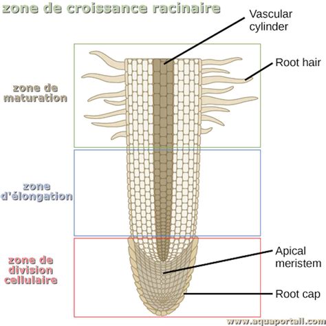 Infographie montrant la croissance des racines avec et sans terreau aéré