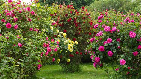 Un jardin de rosiers en pleine santé avec des fleurs épanouies