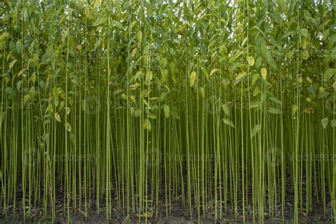 plante de jute