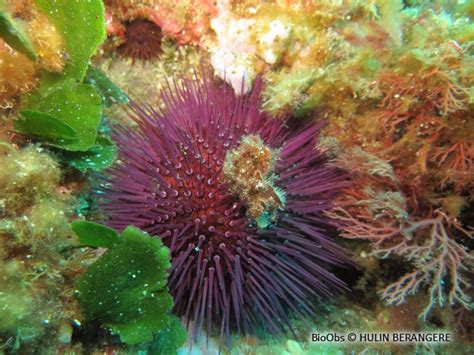 Illustration détaillée d'un oursin violet avec ses piquants et sa structure interne