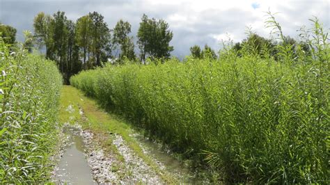 plantation de saules cultivés en rangées serrées