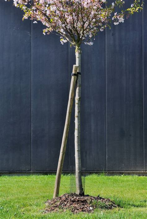 Arbre jeune avec tuteur simple