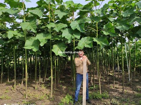 Jeune arbre Paulownia avec tuteur tripode