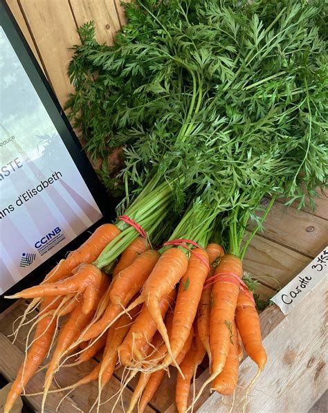Récolte de carottes primeurs au printemps