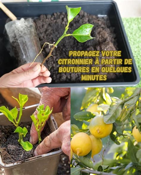 Des boutures de citronnier enracinées dans un godet.