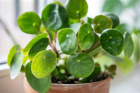 Collection variée de différentes espèces de Pilea dans un intérieur lumineux