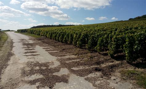 Outil de plantation laser en action dans une parcelle viticole