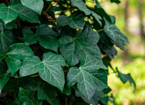 Feuilles de lierre aux motifs variés