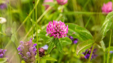 Champ de trèfle violet en pleine floraison dans le bocage