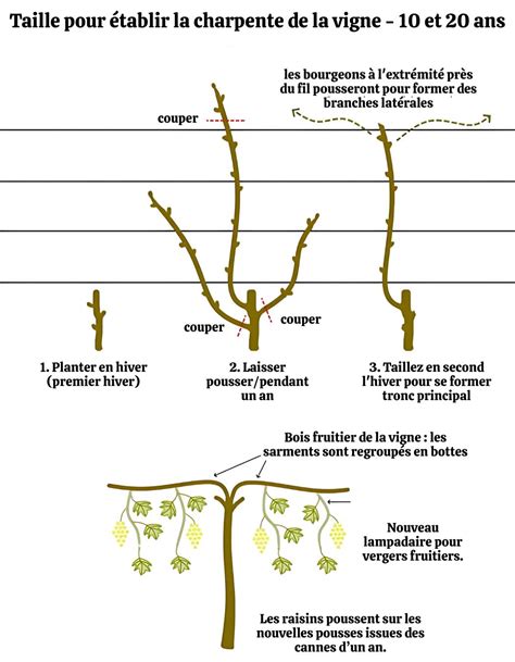 Photographie montrant la taille printanière des branches latérales