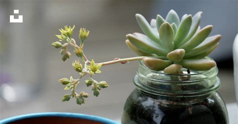 Photo macro d'une succulente dans un bocal en verre