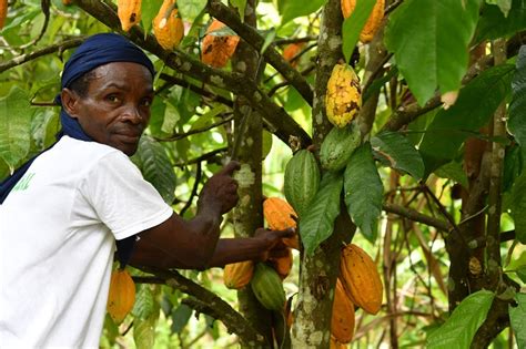 Cacaoyer en Côte d'Ivoire