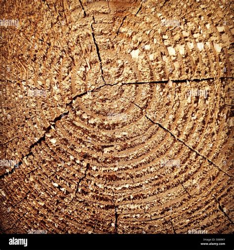 Gros plan sur le grain du bois de poirier teinté d'une flûte Moeck