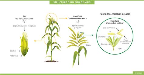 schéma de la plante de maïs avec les fleurs mâles et femelles